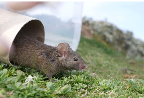 Ecoimmunology: bridging the gap between the lab and the wild | British ...